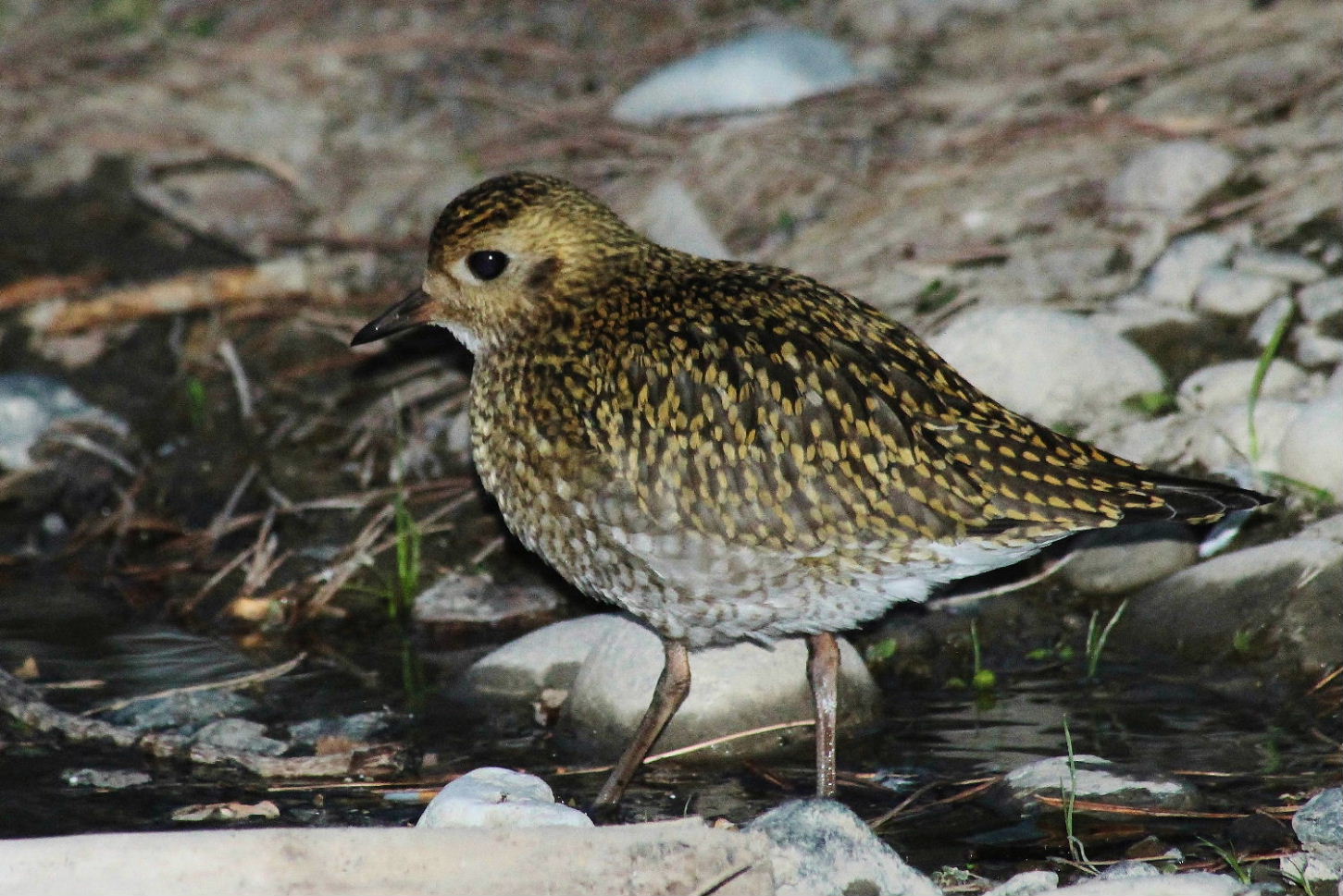 Pluvialis apricaria  Piviere dorato